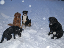 Mika, Kira, Paula, Kora im Schne