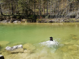 Mika in der Weißach