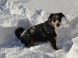 Paulchen liebt Schnee