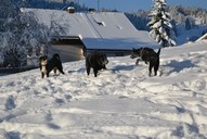 Hundeurlaub im Allgäu im Winter