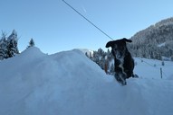 Mika auf dem Schneeberg