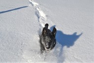 Mika im Schnee